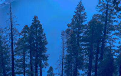 ExpertOption’s Mobile Application for Android and iOS